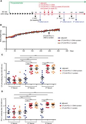 Chimeric immune checkpoint protein vaccines inhibit the tumorigenesis and growth of rat cholangiocarcinoma